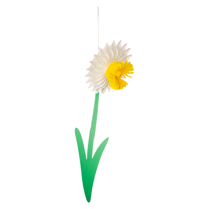 Medium Daffodil