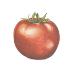 Tomato Place Card, Set of 12